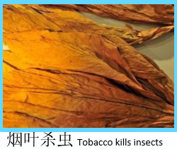 制氮機應(yīng)用-煙葉殺蟲